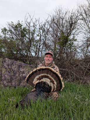 mature tom turkey