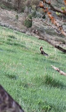 turkey shot