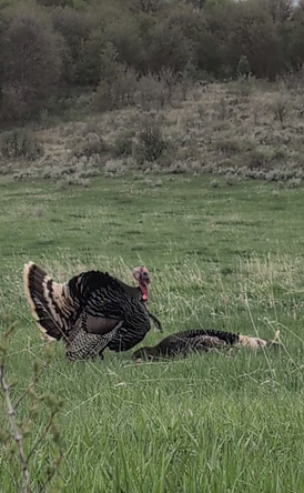 Strutting at the pile of # 1's feathers 8 ½ inch beard, ¾ inch spurs