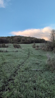 i went hunting turkeys green-up clearing