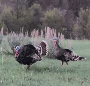 full strut turkey