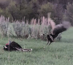 youth turkey hunt tom turkey