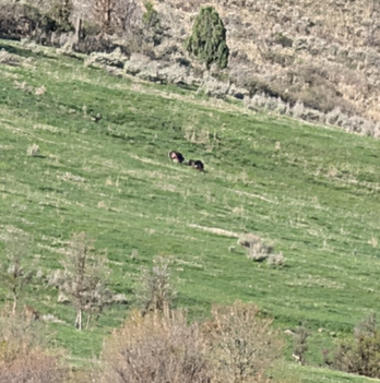 i went hunting turkeys strutting
