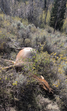 cow elk