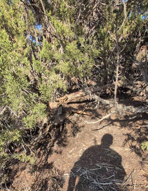 mule deer buck