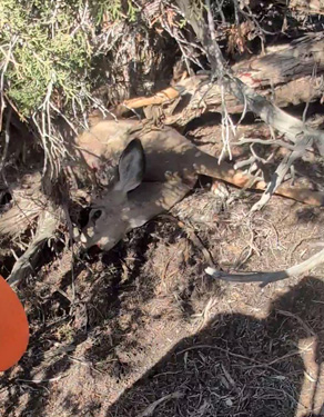 buck mule deer