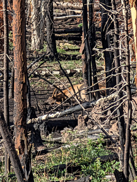 elk down in burn area