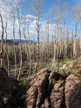 rock outcropping where I shot elk