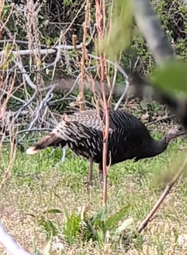 For a second, thought we had a bearded hen bearded hen turkey