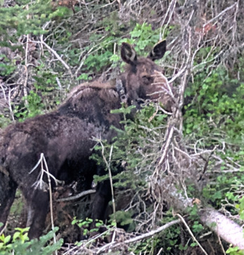 shiras moose