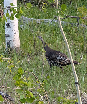 Called several hens in close hen turkey up close