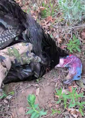 Thick beard on a mature bird thick beard on mature tom turkey