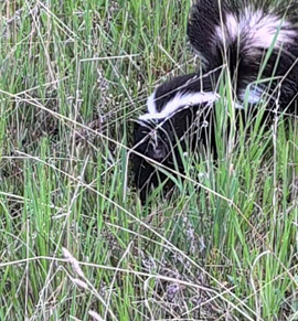 skunk