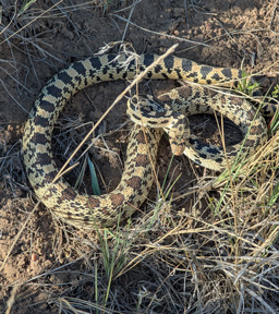 Aggressive snake struck at me blow snake