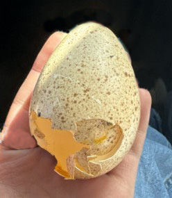 turkey nest was raided, eggs damaged turkey egg