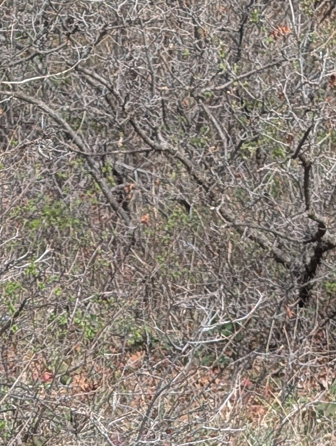 i went hunting turkeys