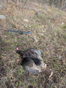 opening in the oak brush, turkey