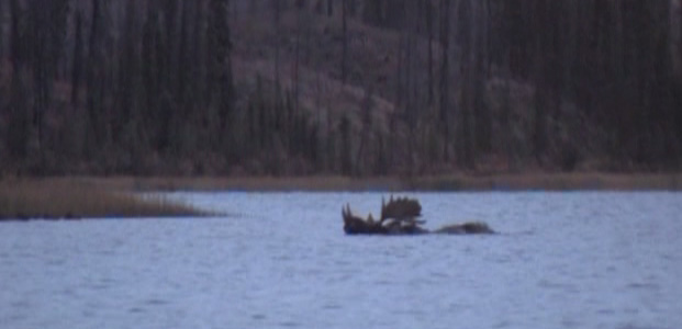 i went hunting moose