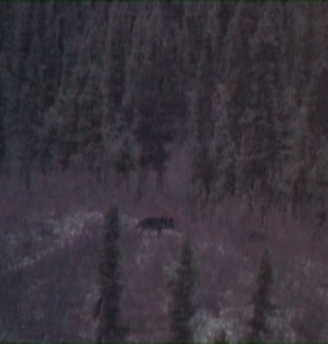 i went hunting yukon moose black wolf