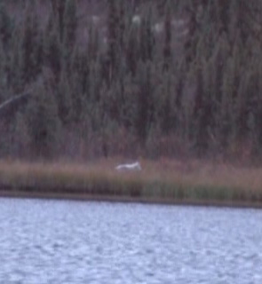 i went hunting moose white wolf