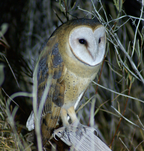 2017-deer-hunt-barn-owl-25pct.jpg