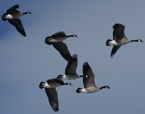 2018-Canada-goose-hunt-pass-random.jpg